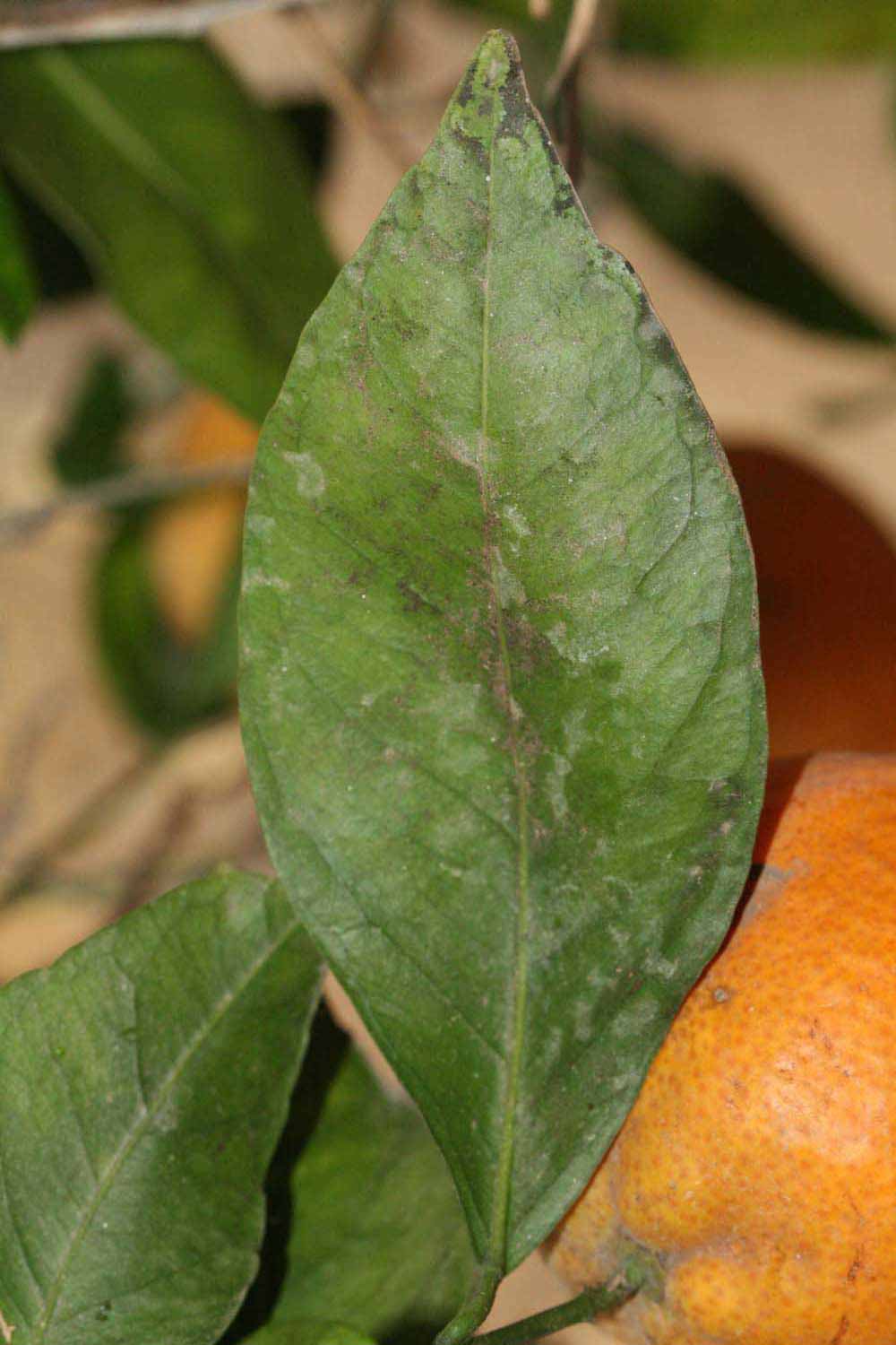              Unifoliolate leaf (Riverside, CA)       